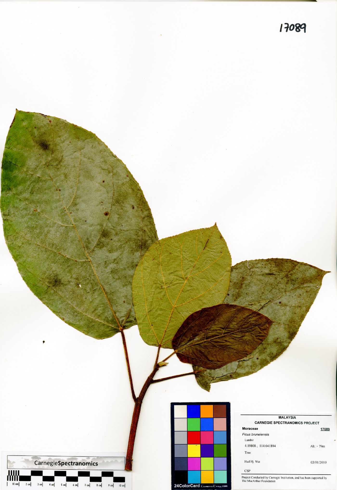 Ficus bruneiensis image