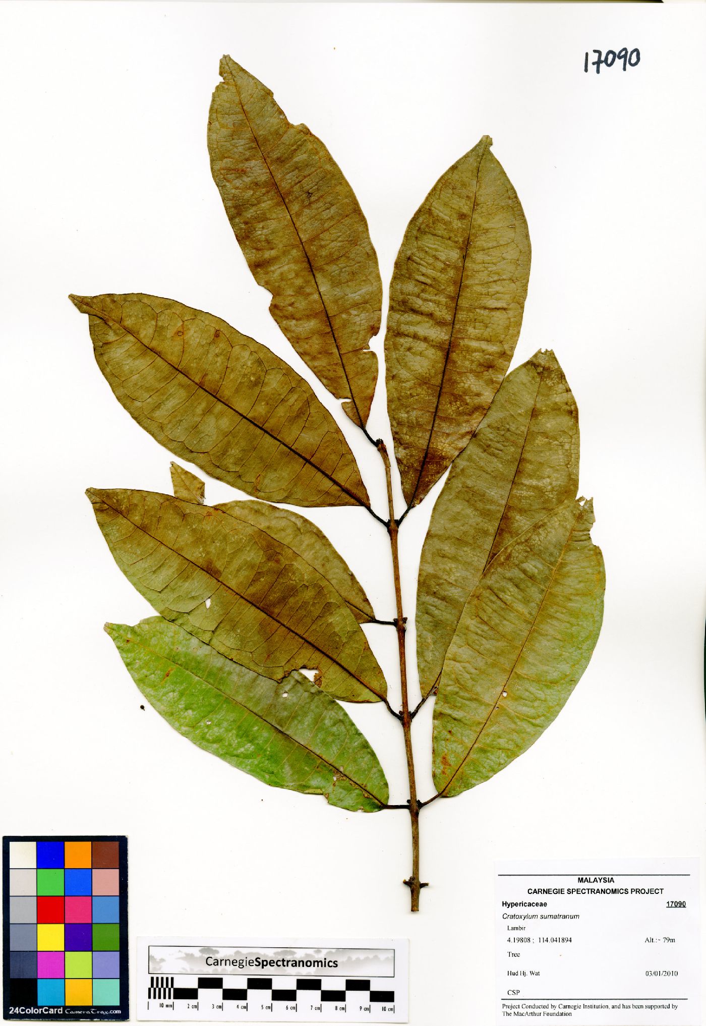 Cratoxylum sumatranum image
