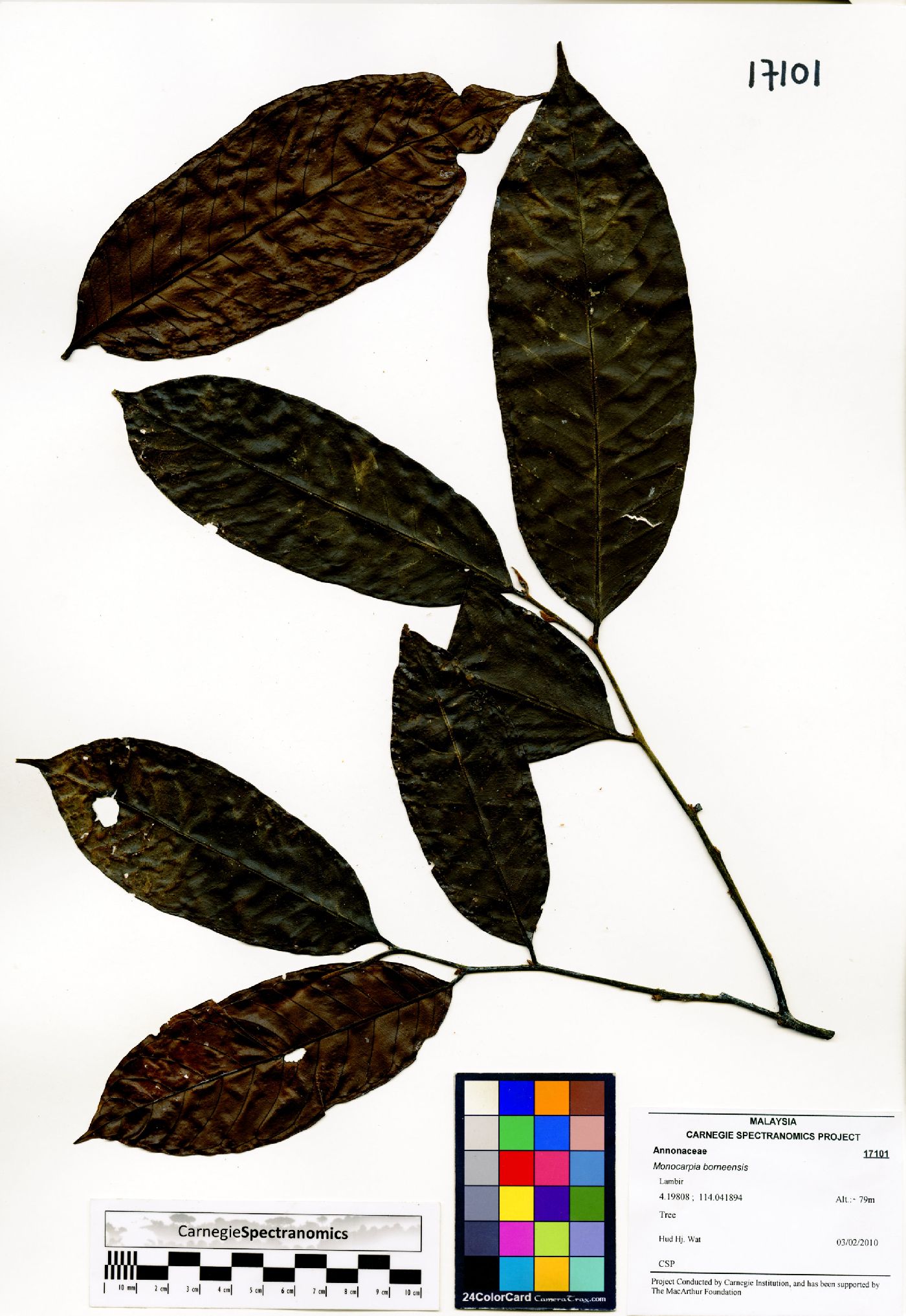 Monocarpia image