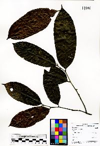 Media resource of Monocarpia borneensis