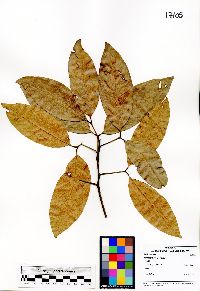 Xerospermum laevigatum image