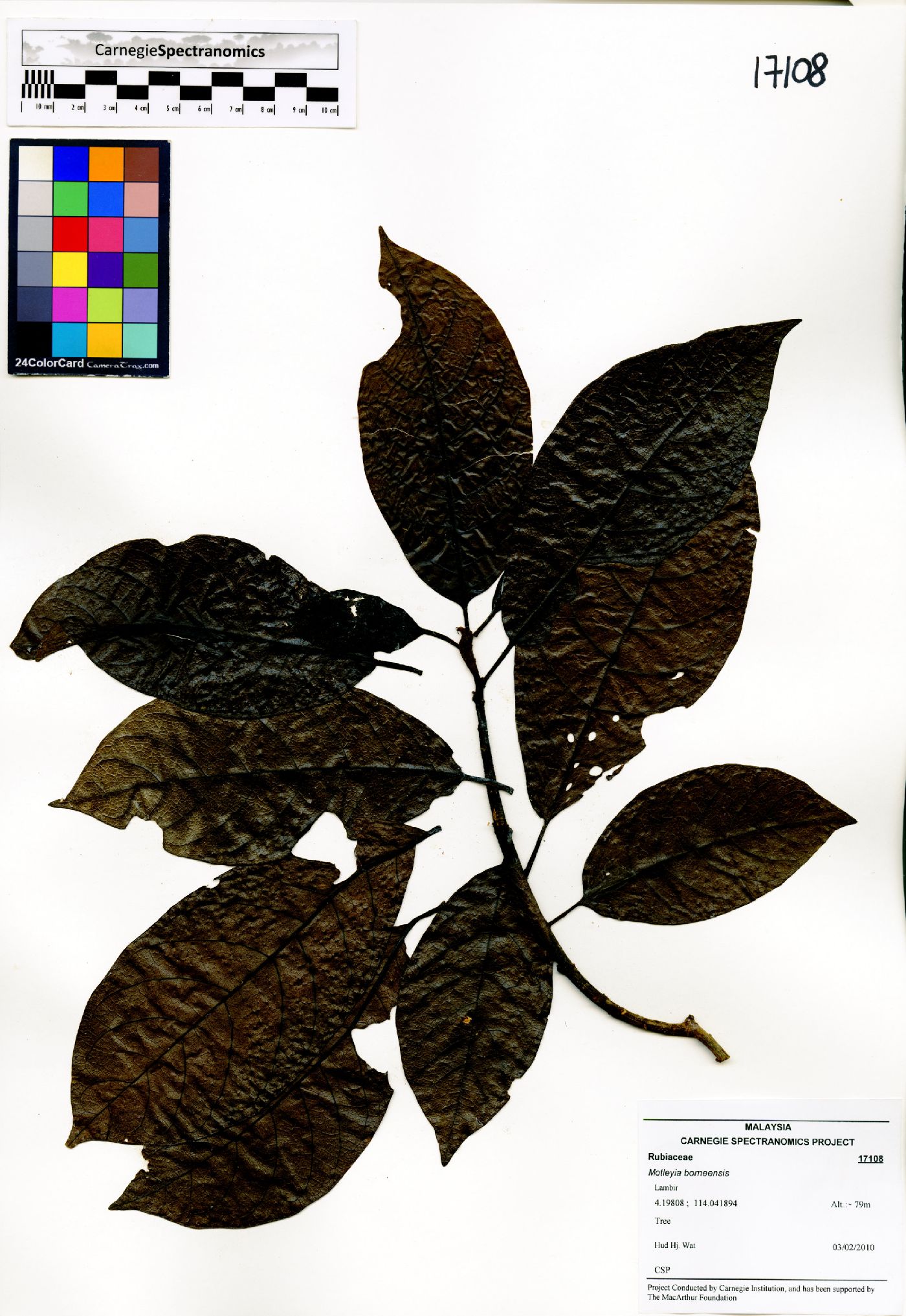 Motleyia image