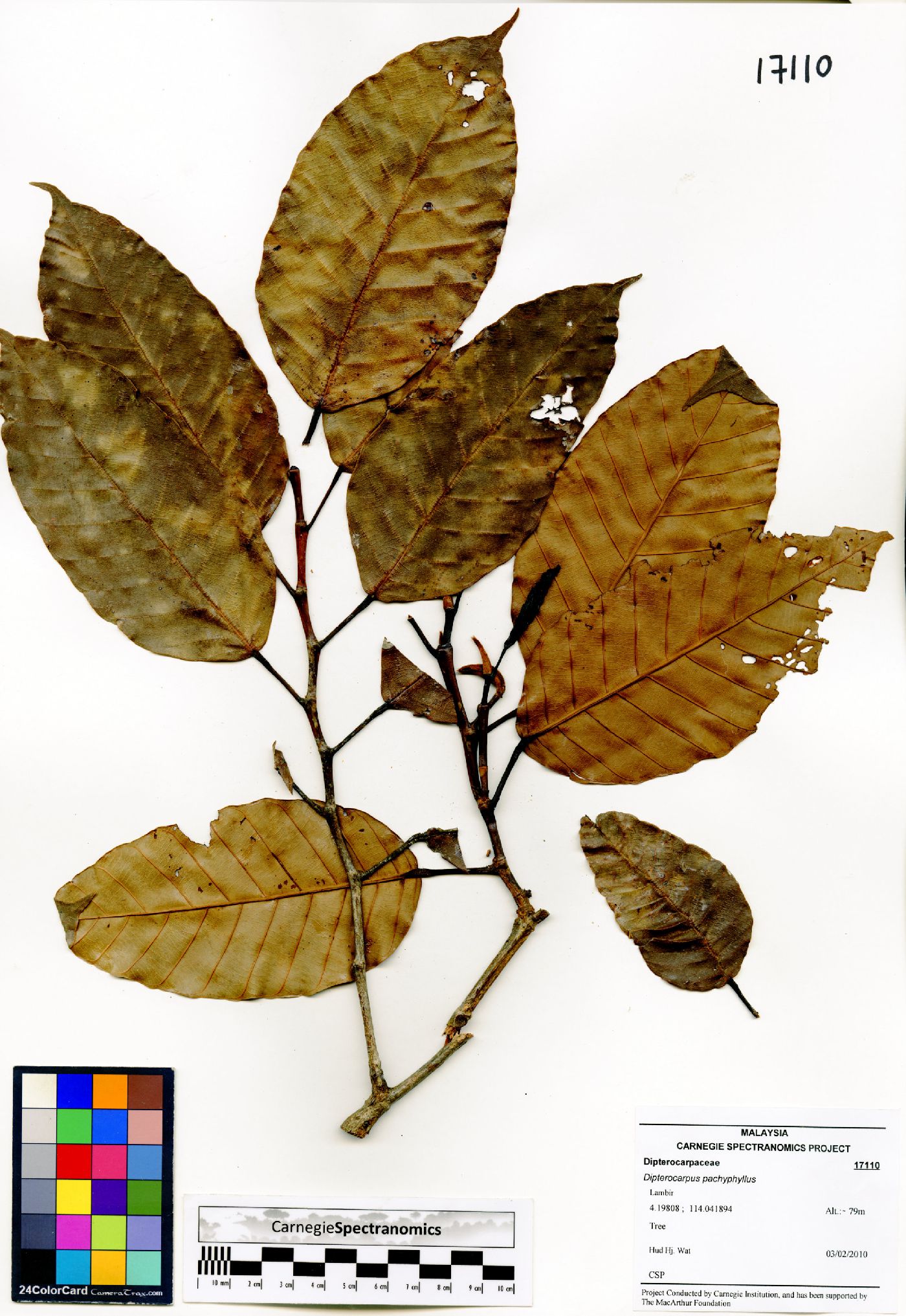 Dipterocarpus pachyphyllus image