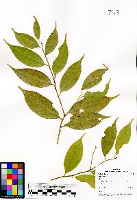 Image of Xanthophyllum montanum