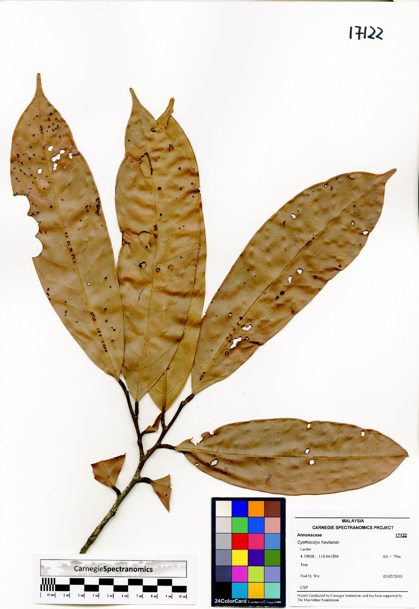 Drepananthus havilandii image