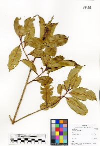 Cratoxylum arborescens image