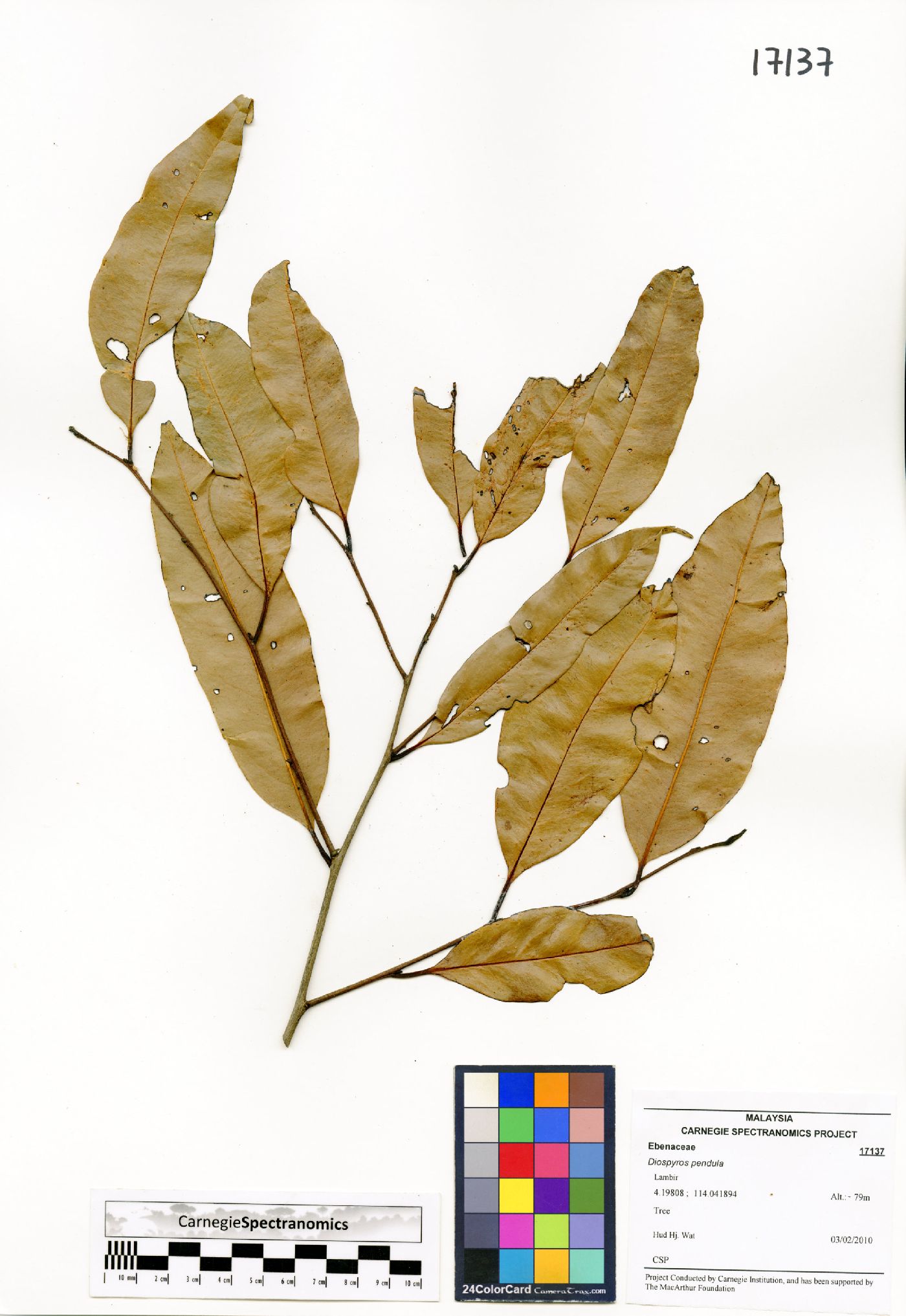 Diospyros pendula image