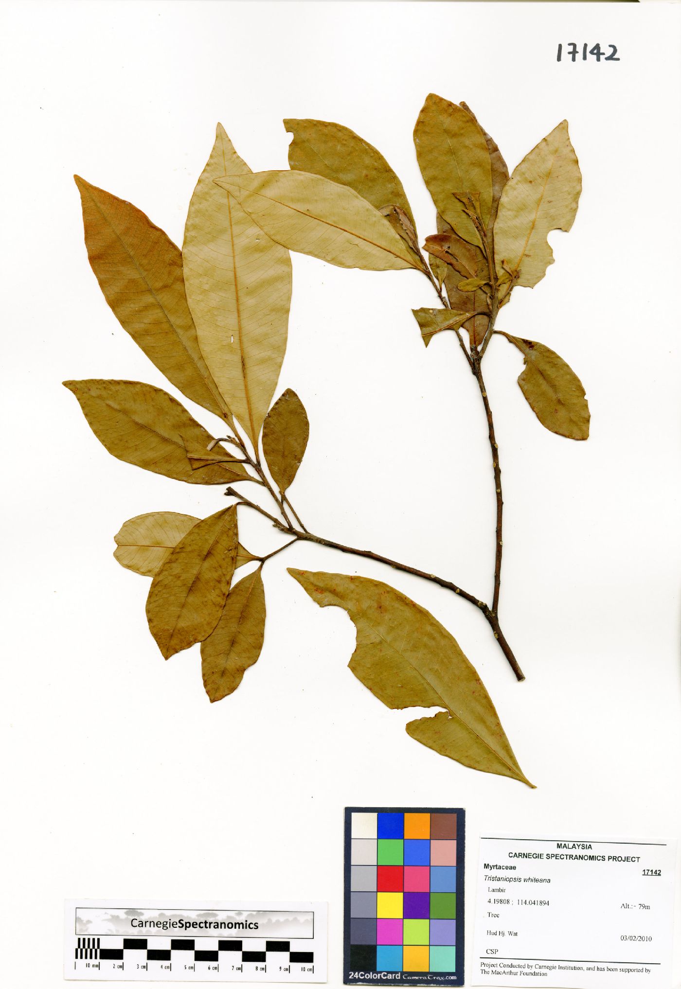 Tristaniopsis whiteana image