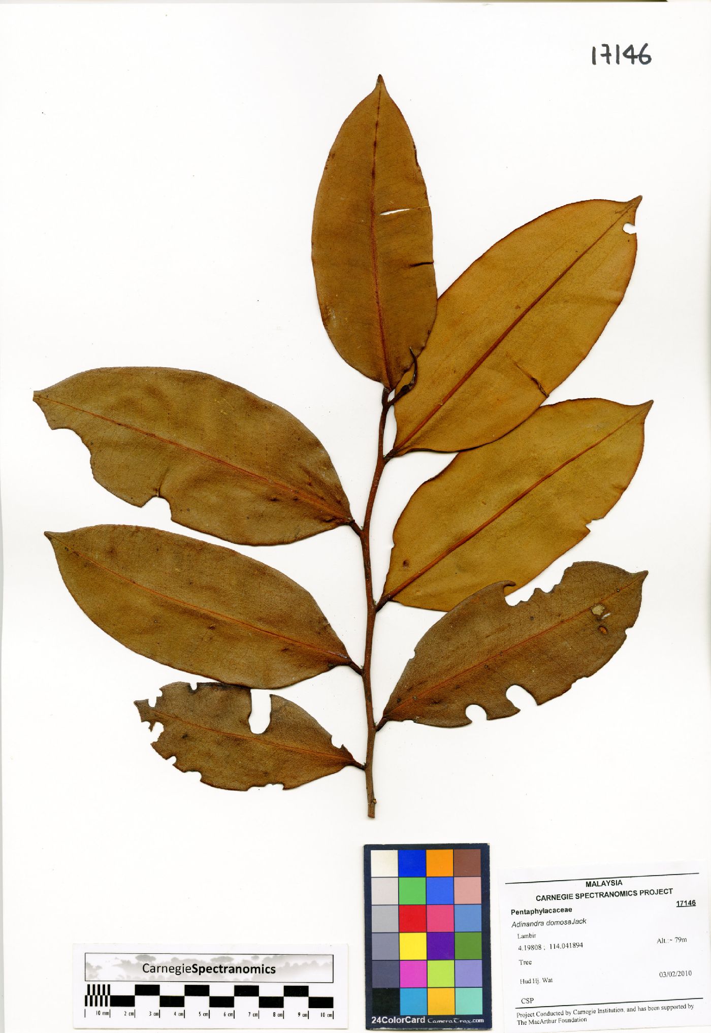 Adinandra dumosa image