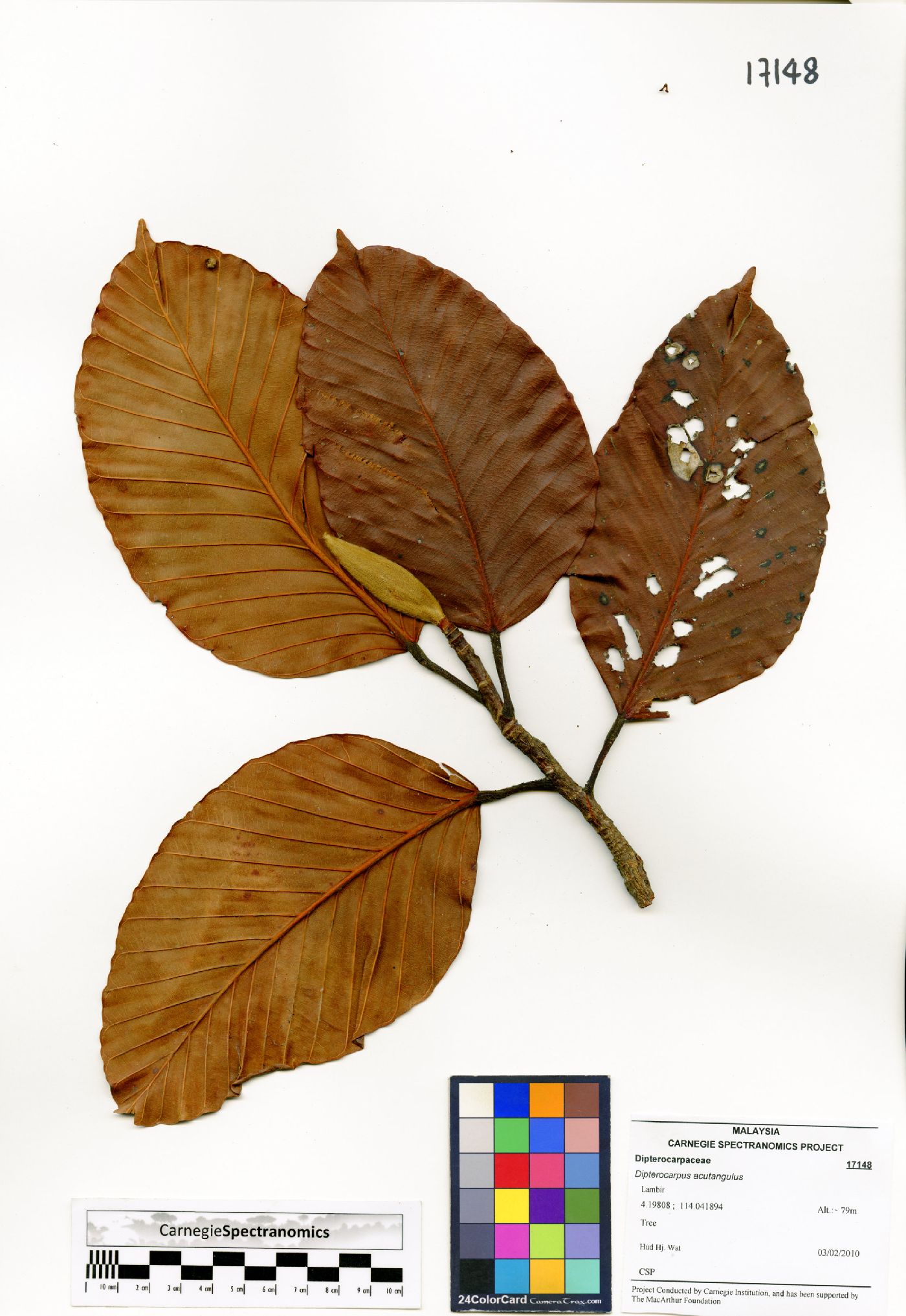 Dipterocarpus acutangulus image