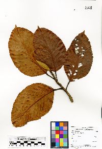 Dipterocarpus acutangulus image