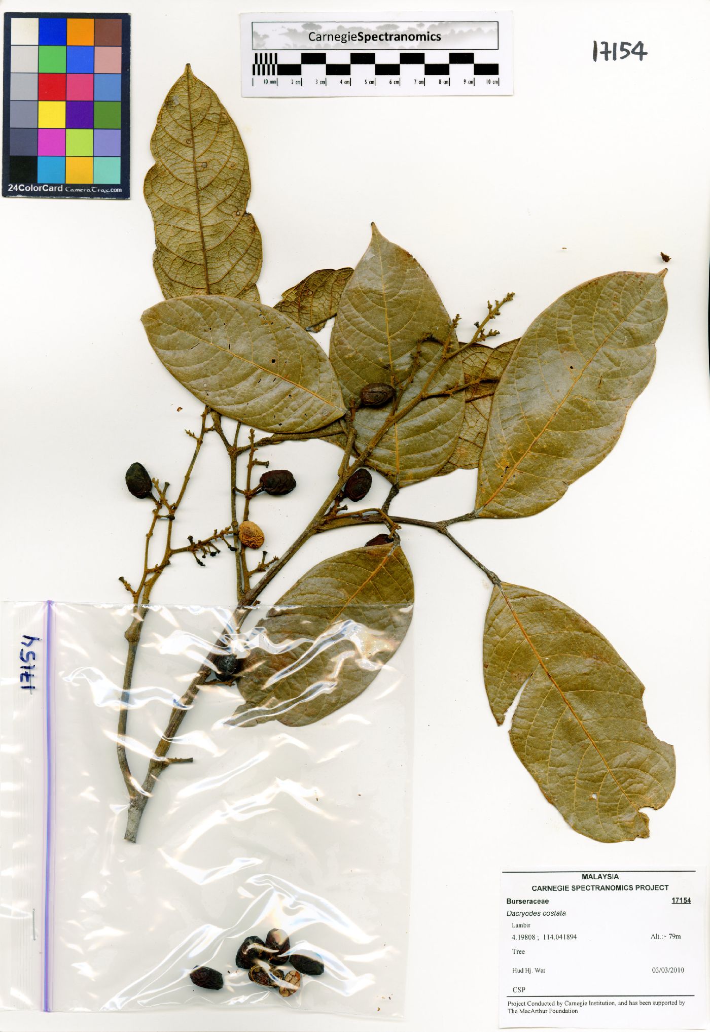 Dacryodes costata image