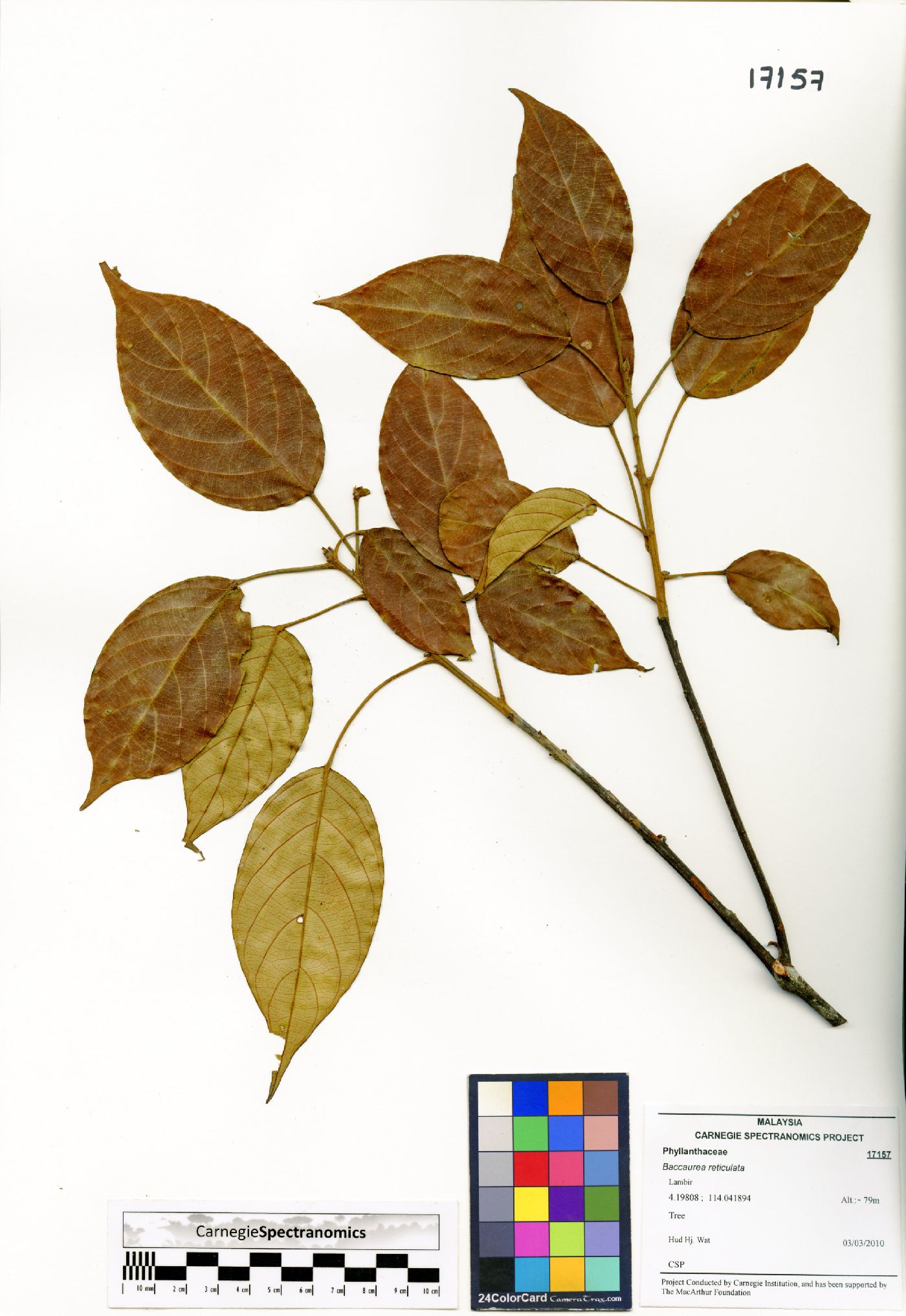 Baccaurea reticulata image