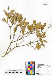 Image of Calophyllum nodosum