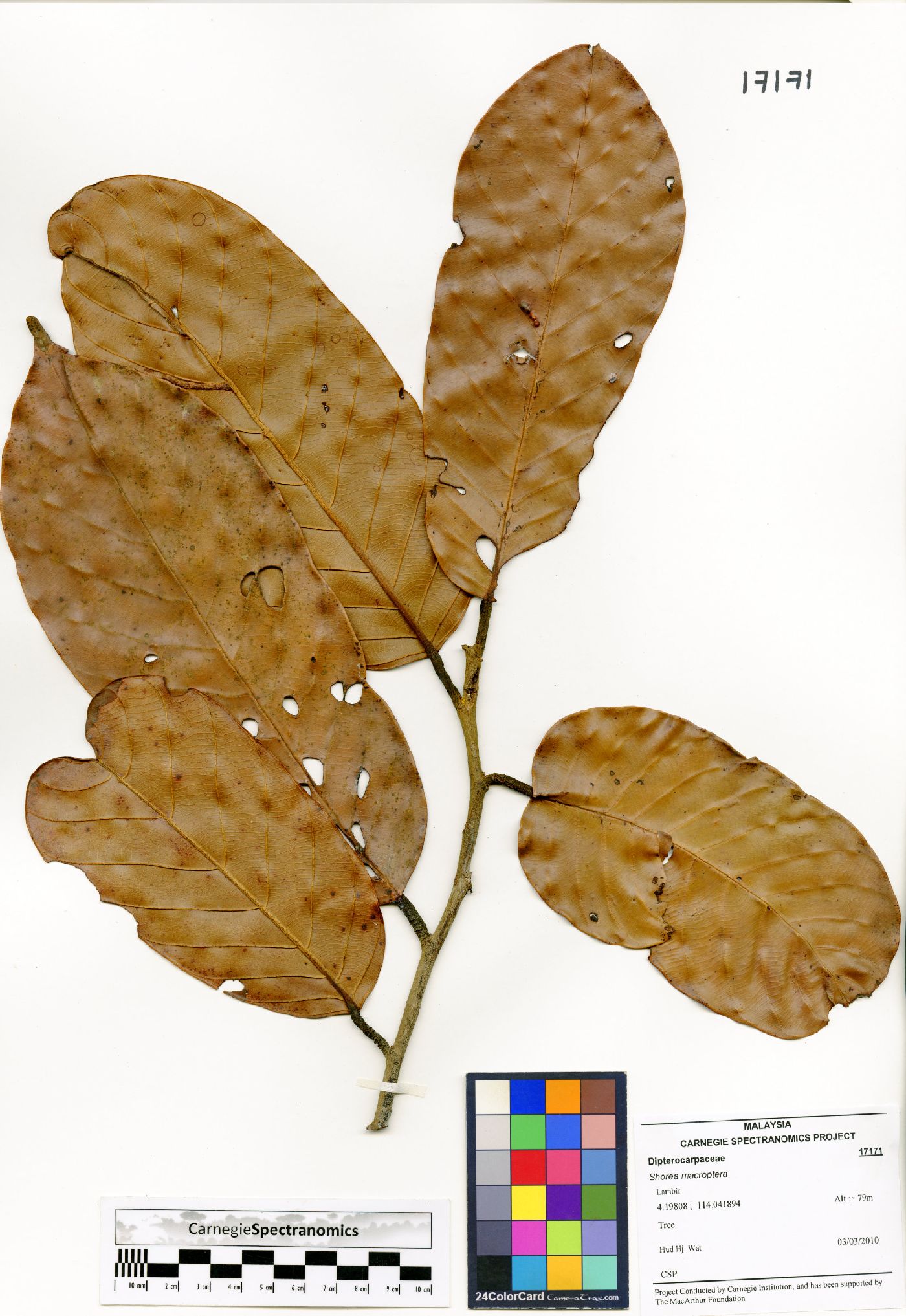 Shorea macroptera image