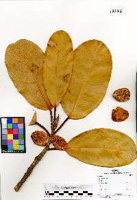 Image of Ficus apiocarpa