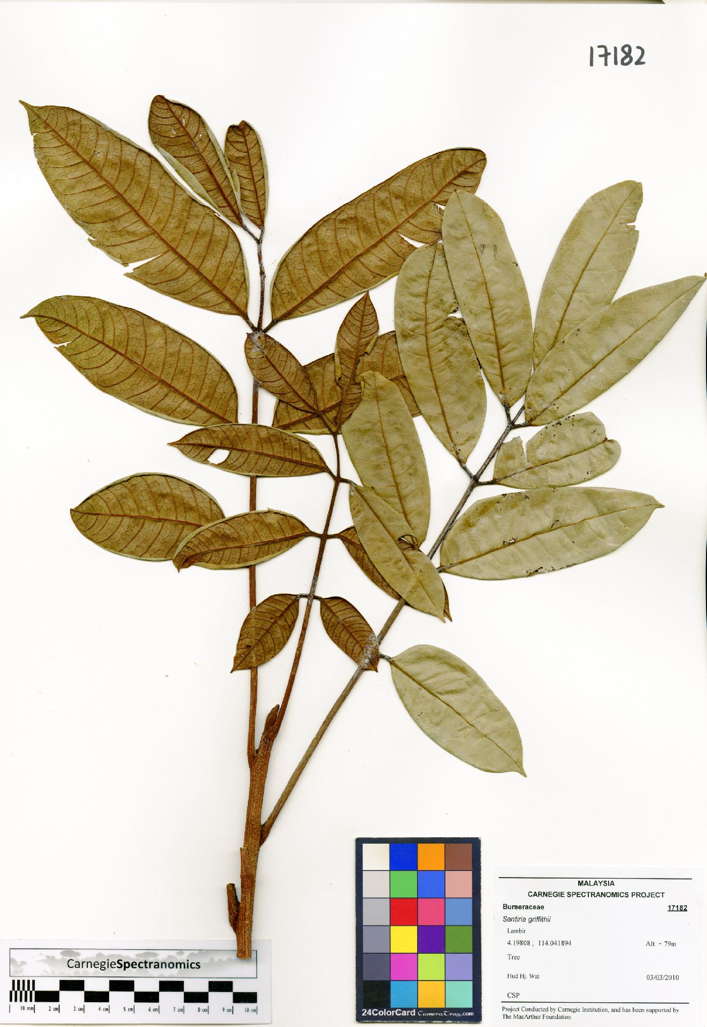 Santiria griffithii image