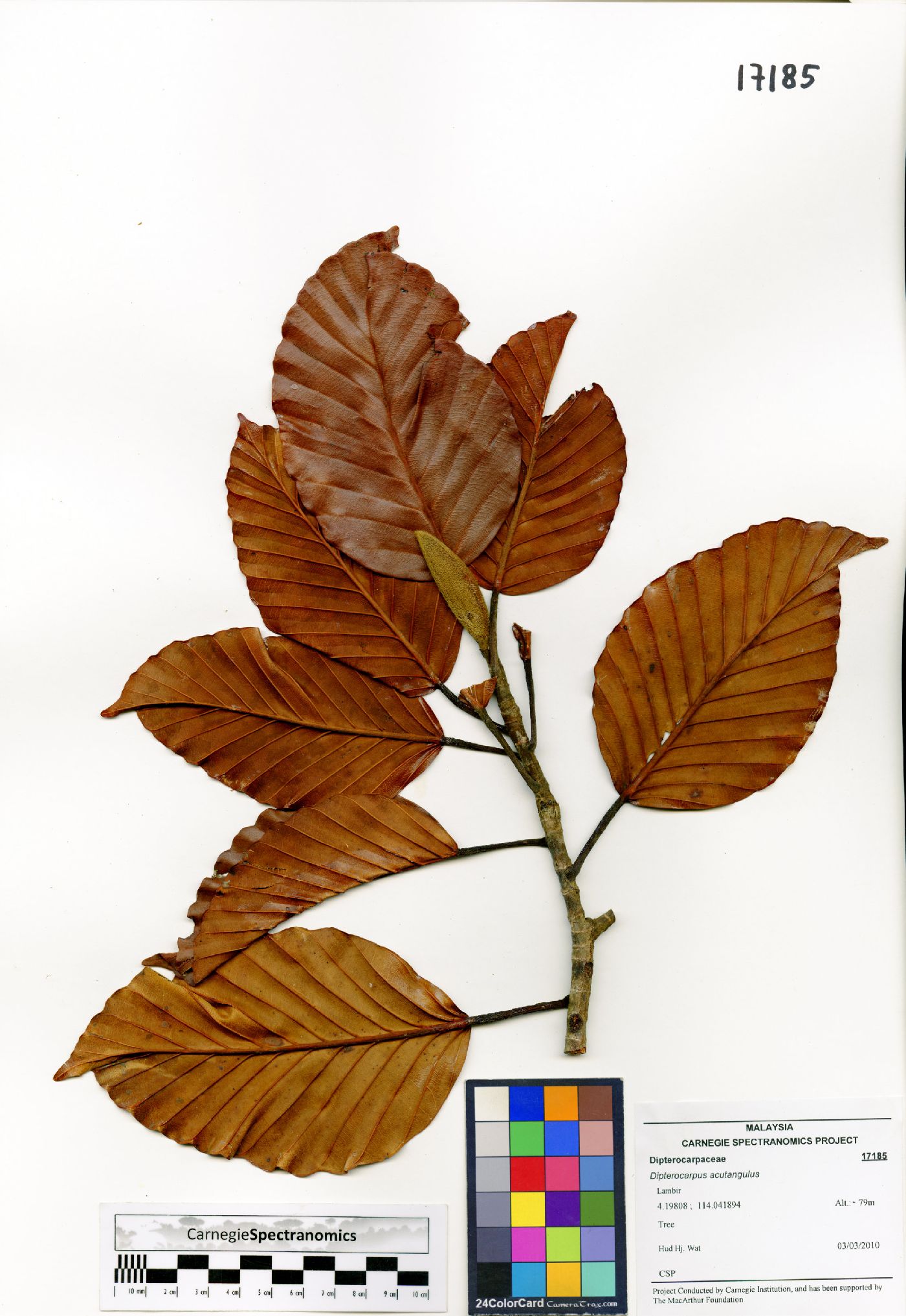 Dipterocarpus acutangulus image