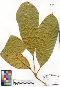 Dacryodes macrocarpa image