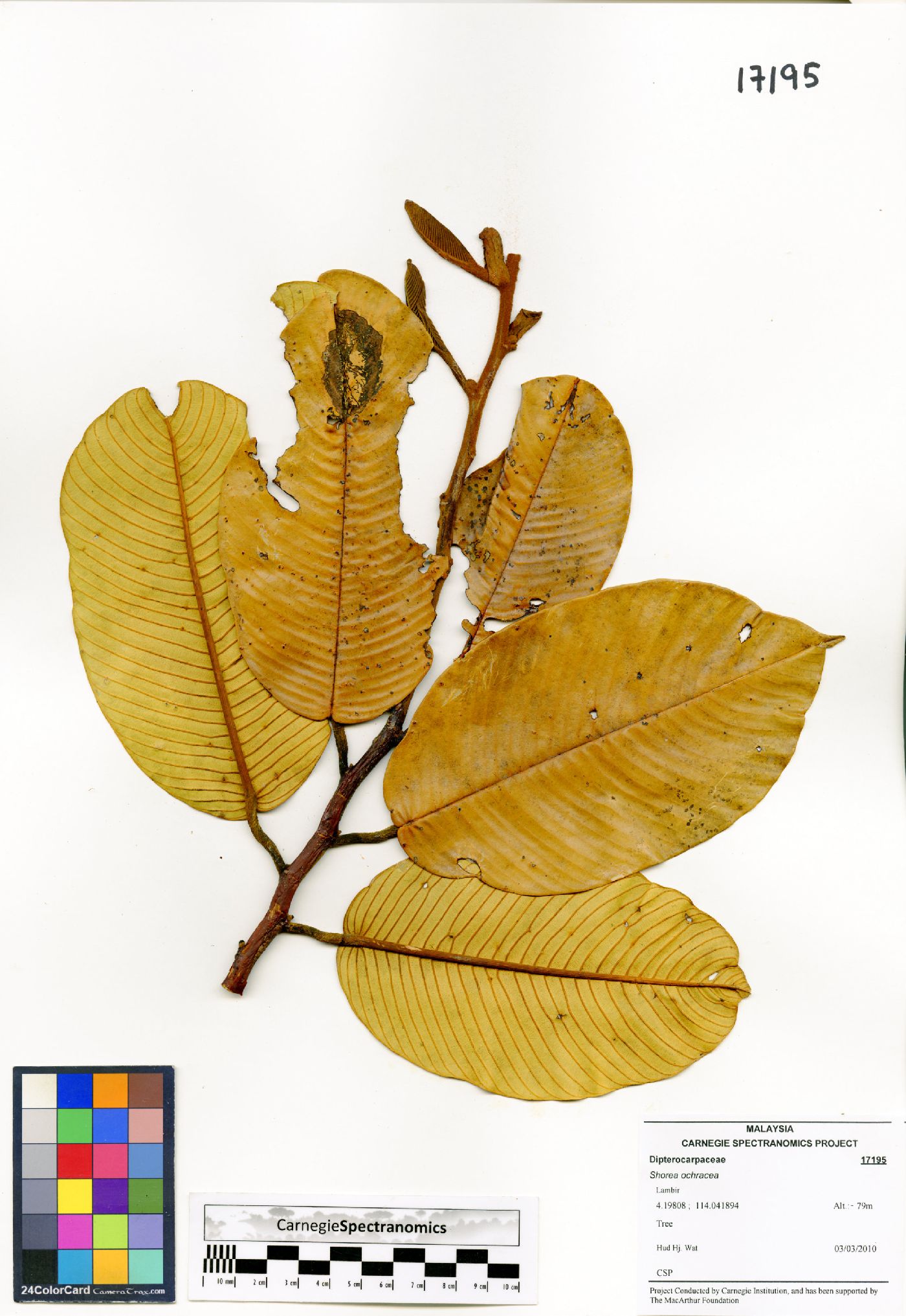 Shorea ochracea image