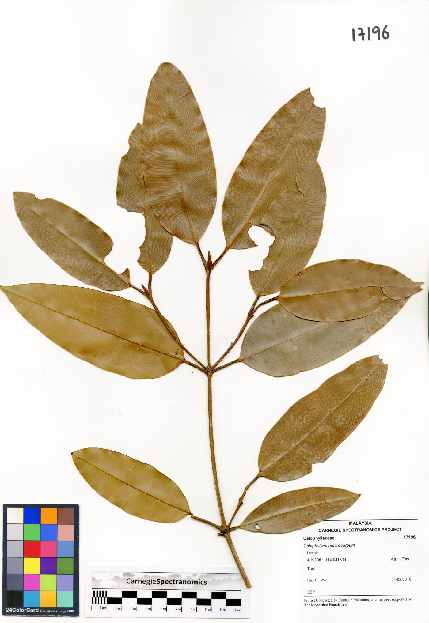 Calophyllum macrocarpum image