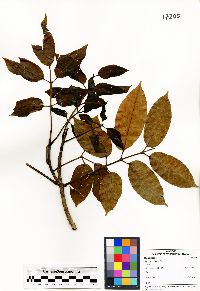 Santiria oblongifolia image