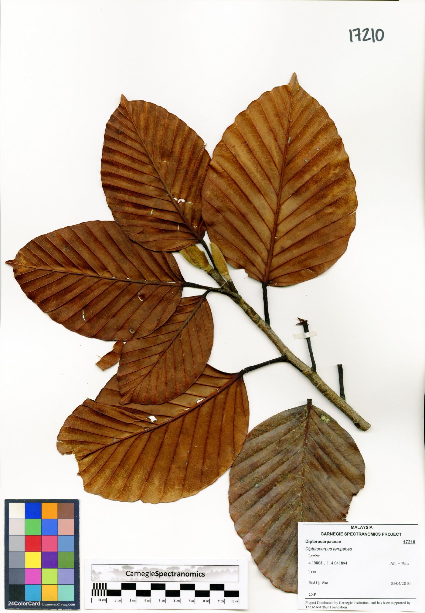 Dipterocarpus tempehes image