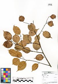 Dryobalanops aromatica image