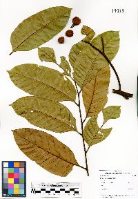Media resource of Xerospermum laevigatum