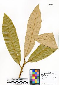Image of Horsfieldia polyspherula