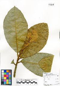 Artocarpus odoratissimus image