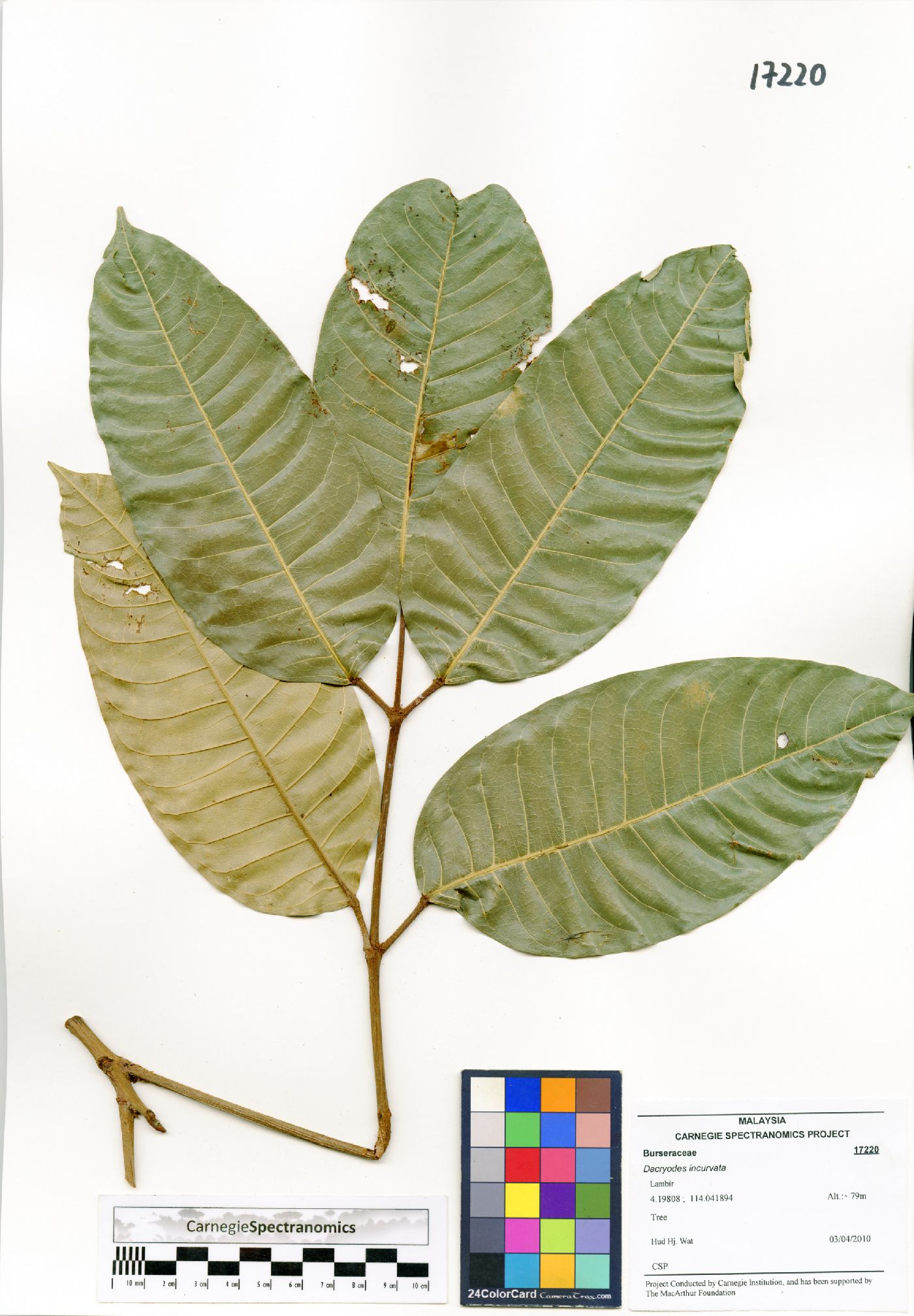 Dacryodes incurvata image