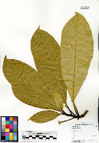 Image of Barringtonia curranii