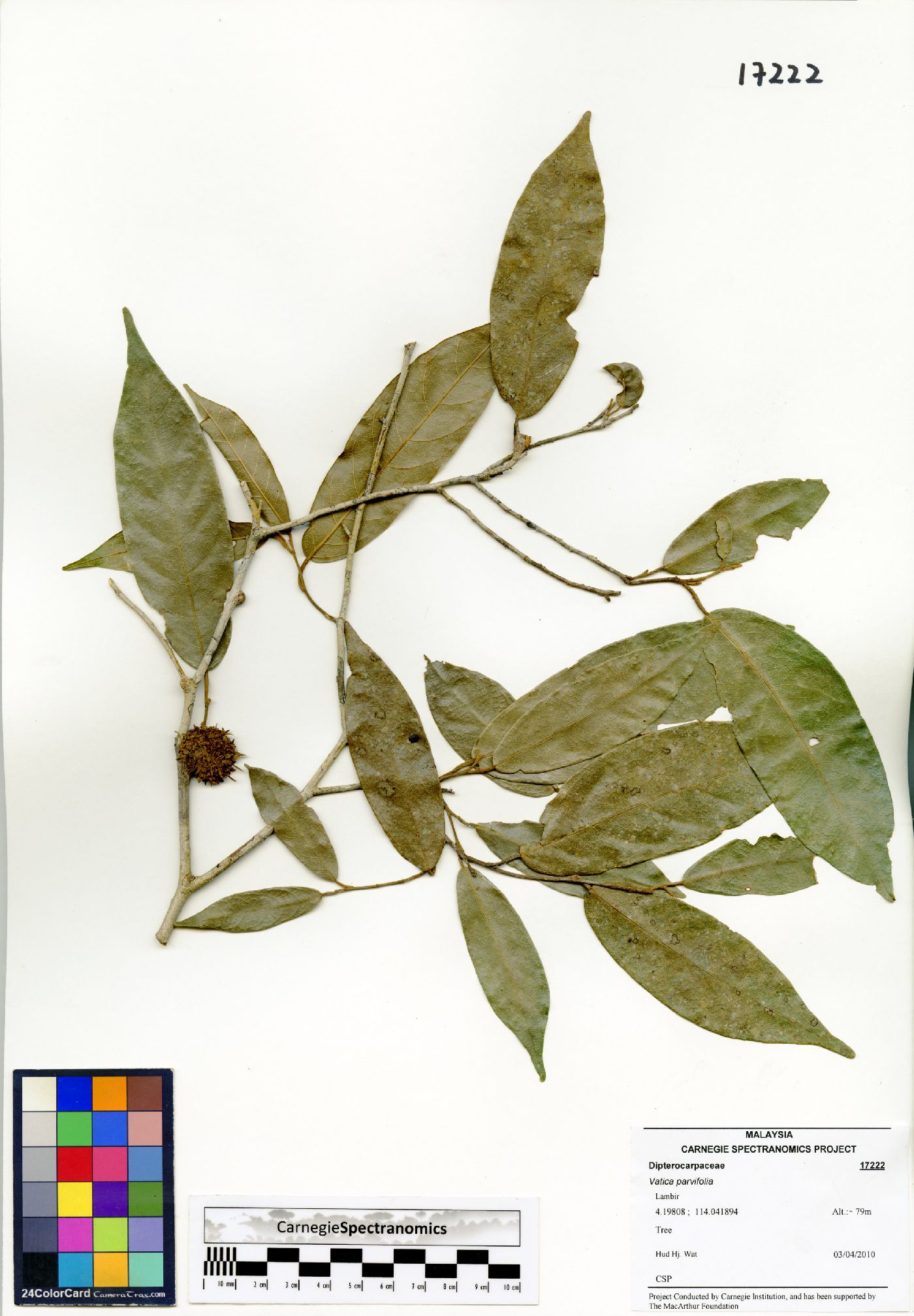 Vatica parvifolia image