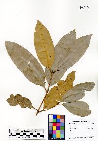 Calophyllum griseum image