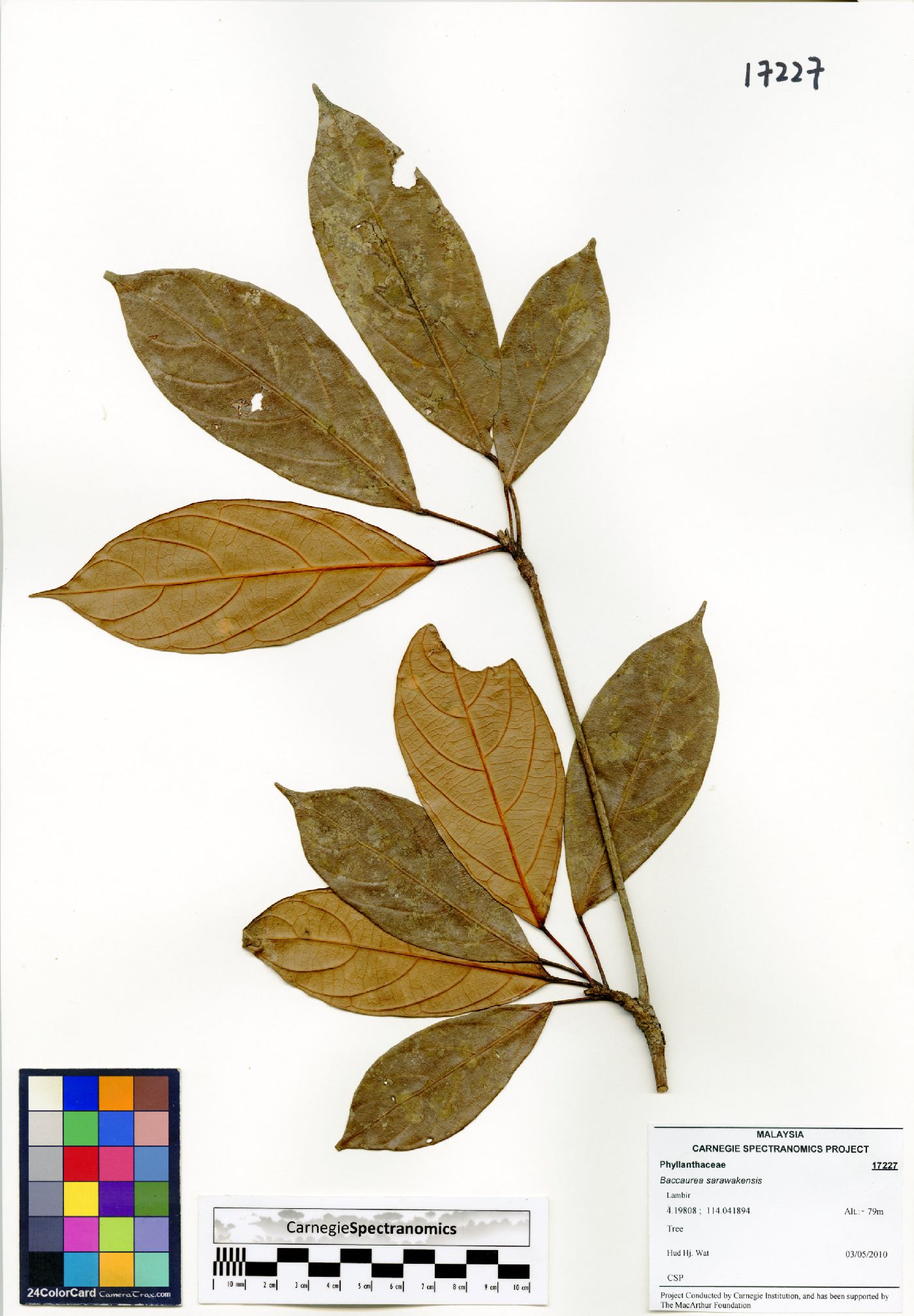 Baccaurea sarawakensis image