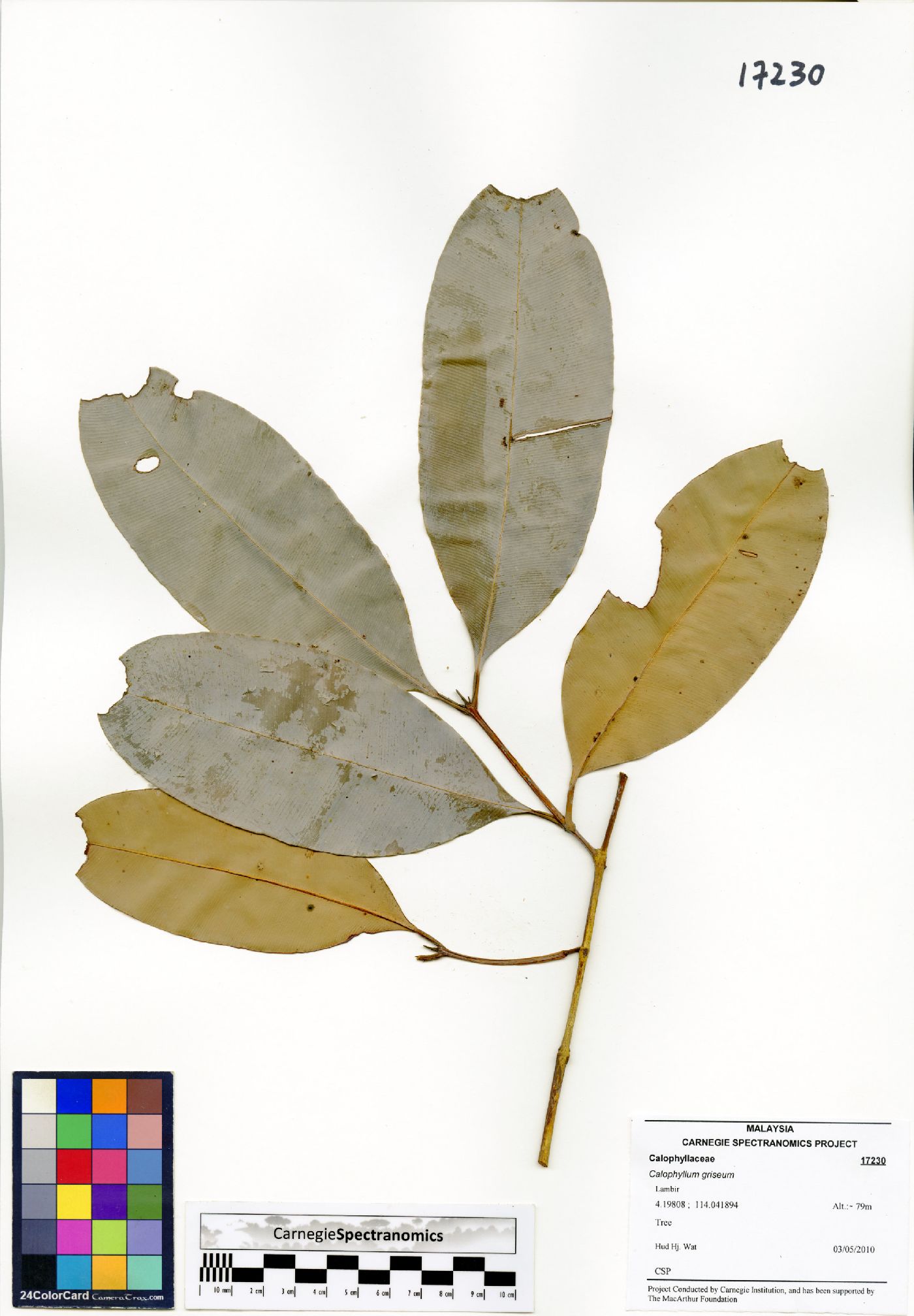 Calophyllum griseum image
