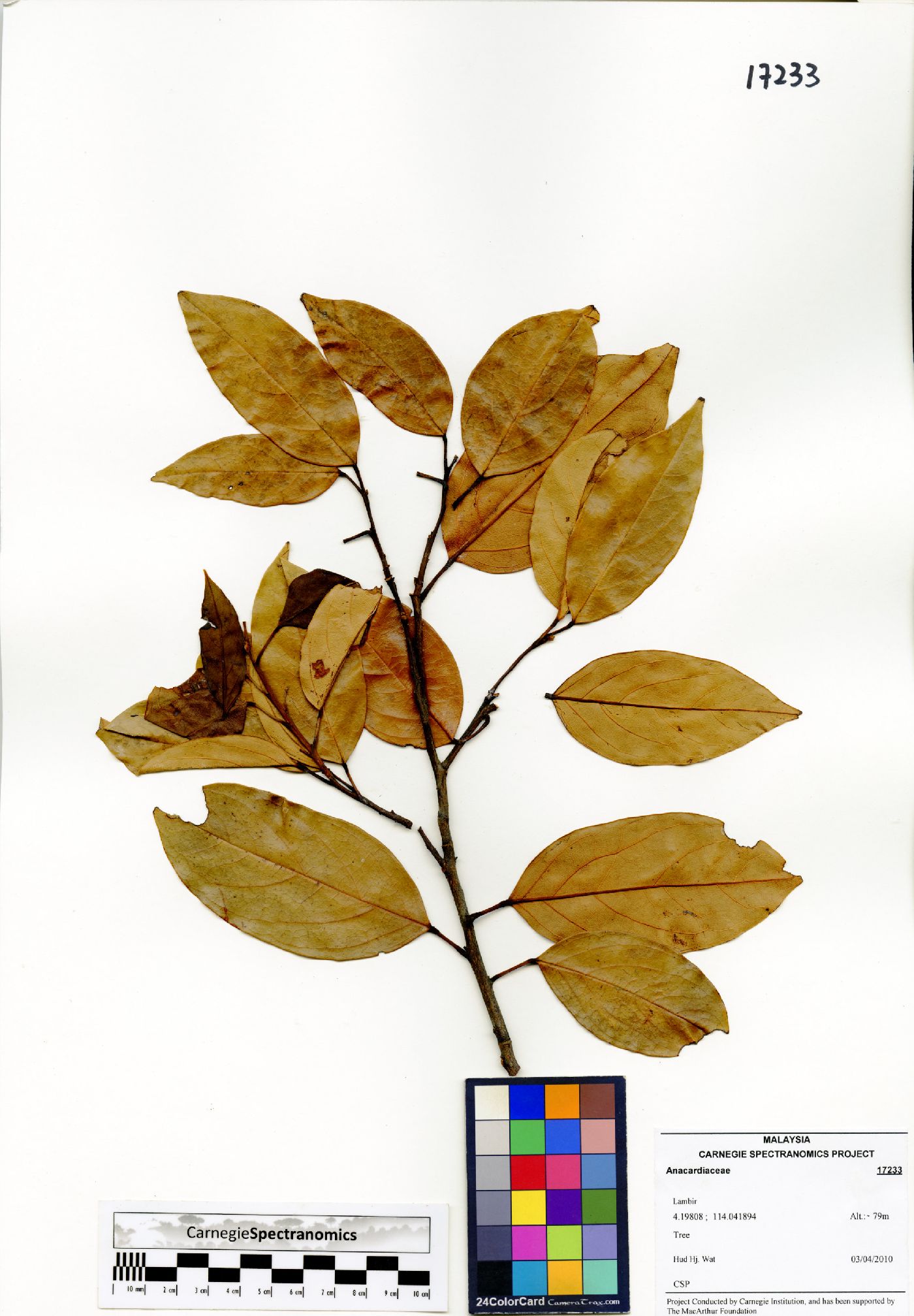 Elaeocarpus acmosepalus image