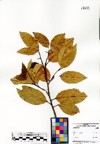 Image of Elaeocarpus acmosepalus