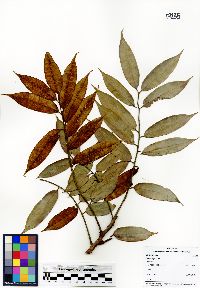 Santiria griffithii image