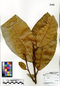Artocarpus odoratissimus image