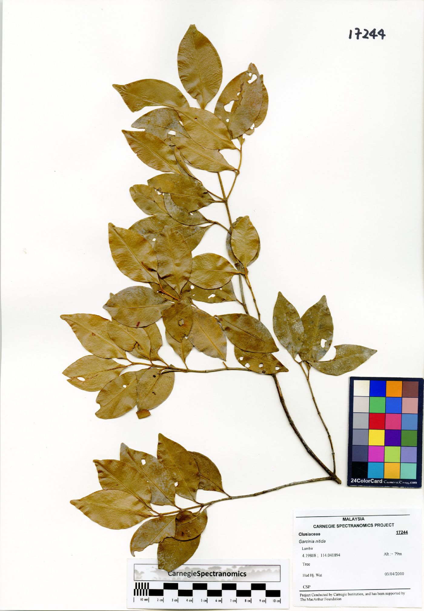 Garcinia nitida image