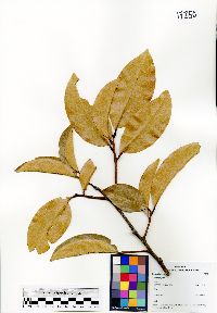 Image of Xanthophyllum clovis