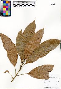 Image of Gluta laxiflora