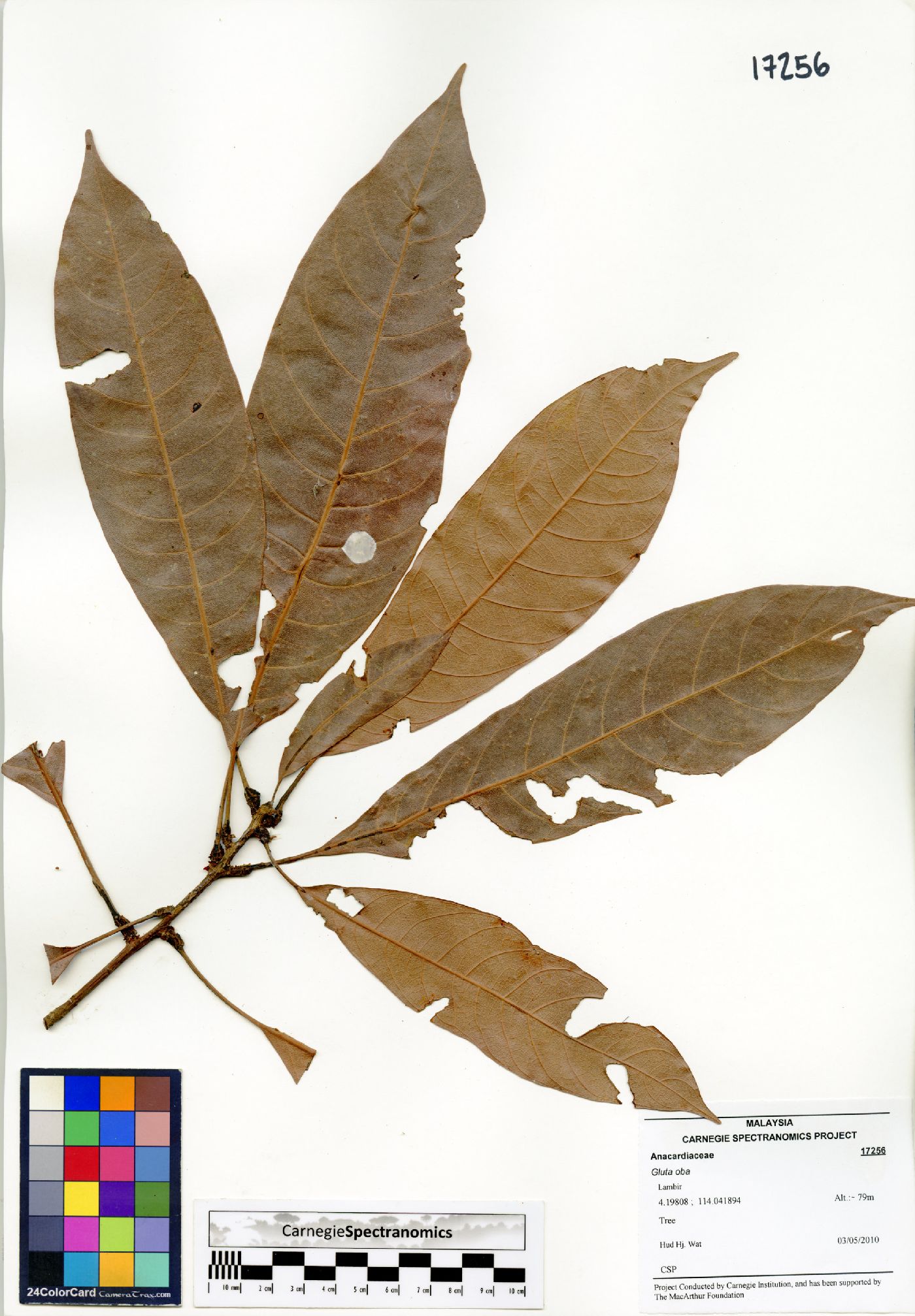 Gluta oba image