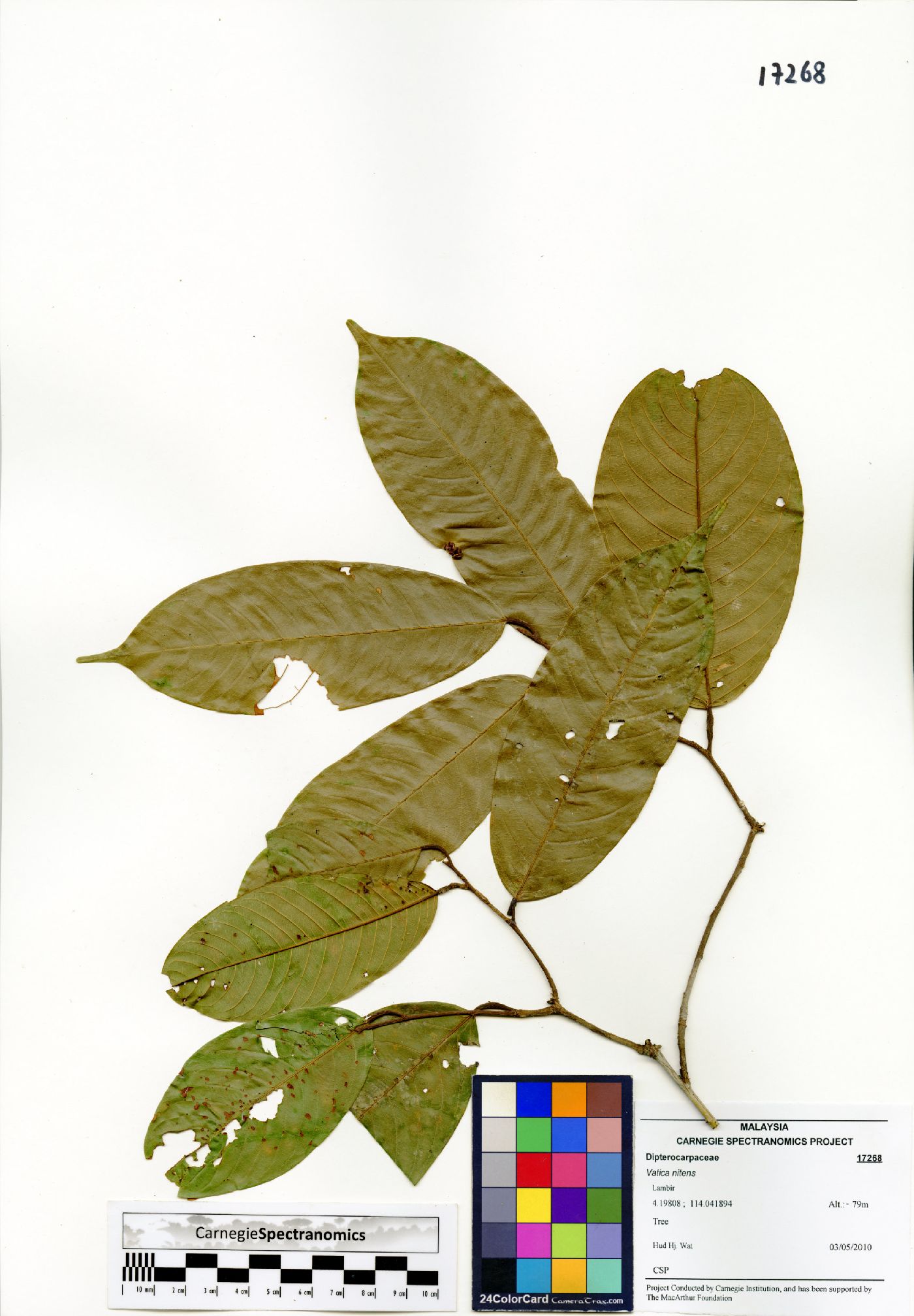 Vatica nitens image