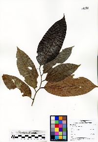 Chaetocarpus castanocarpus image