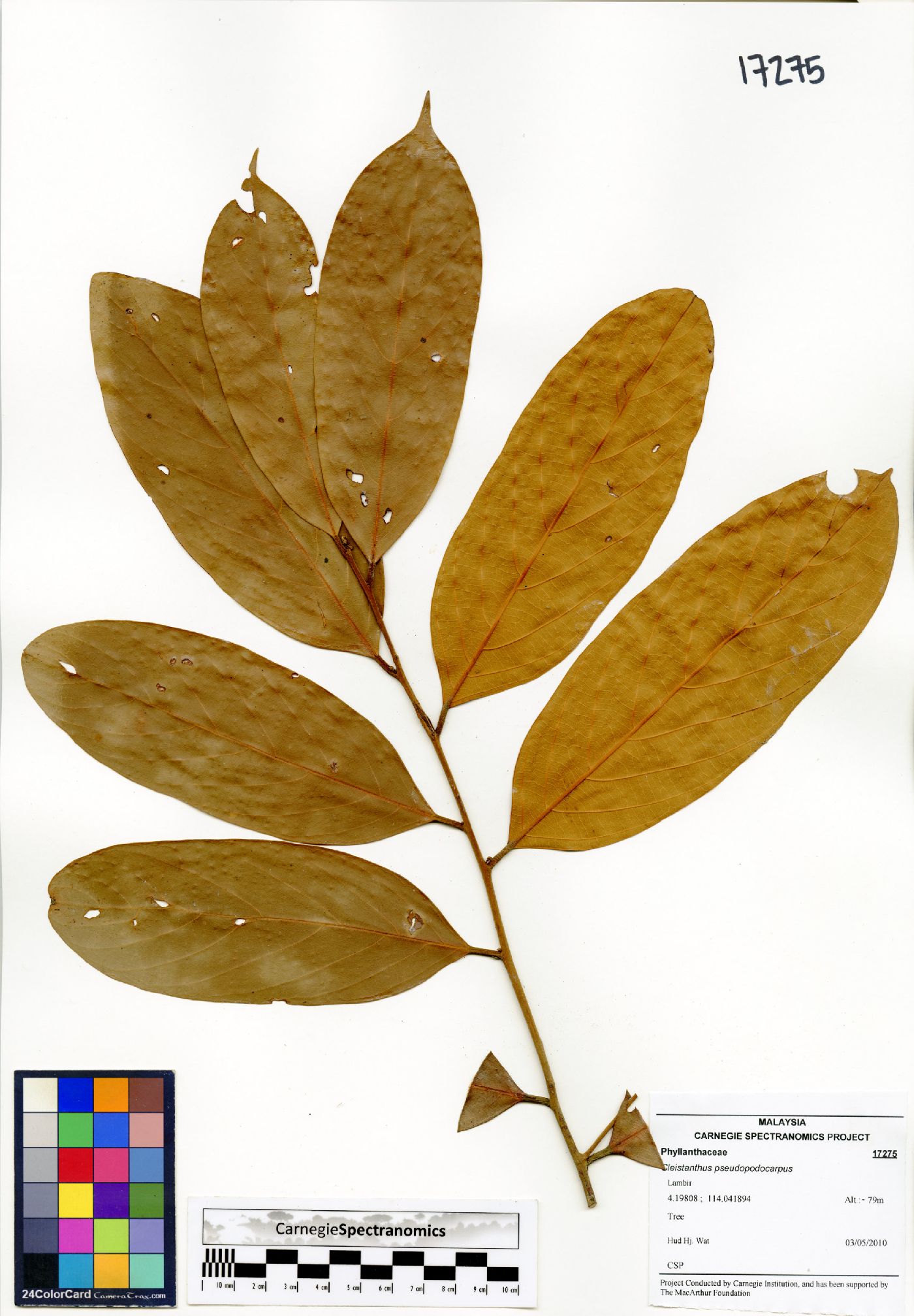 Cleistanthus pseudopodocarpus image