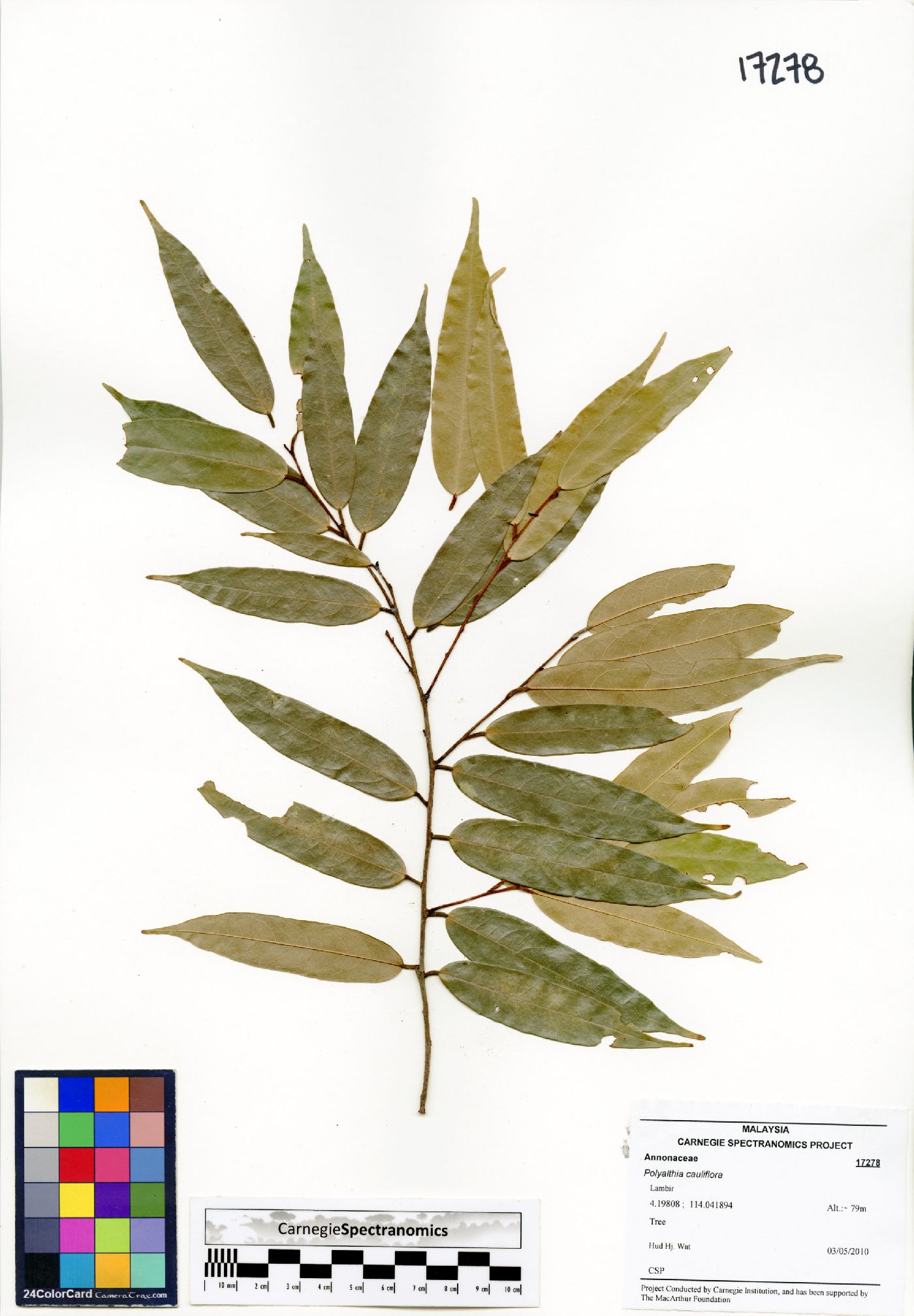 Polyalthia cauliflora image