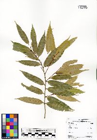 Image of Polyalthia cauliflora